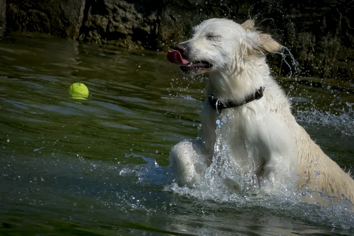 White dog leaping in the water toward a tennis ball